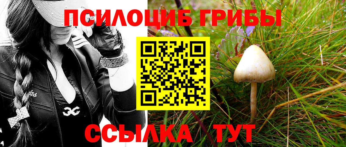 Псилоцибиновые грибы Cubensis  Вход с VPN  Коломна  Псилоцибиновые грибы мицелий 